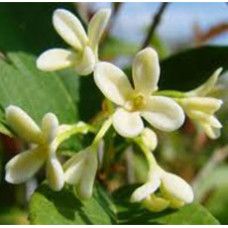 Osmanthus Absolute