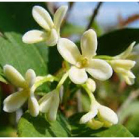 Osmanthus Floral Water