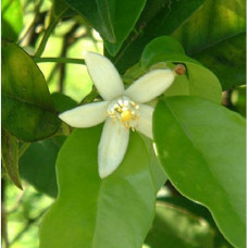 Petitgrain Floral Water