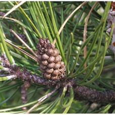 Pine Floral Water