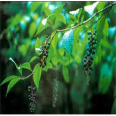 POKE ROOT Cut and Sifted