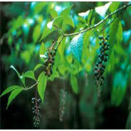 POKE ROOT Cut and Sifted