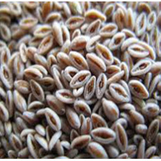 PSYLLIUM SEED BLONDE WHOLE