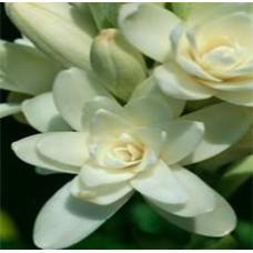 Tuberose Absolute Oil