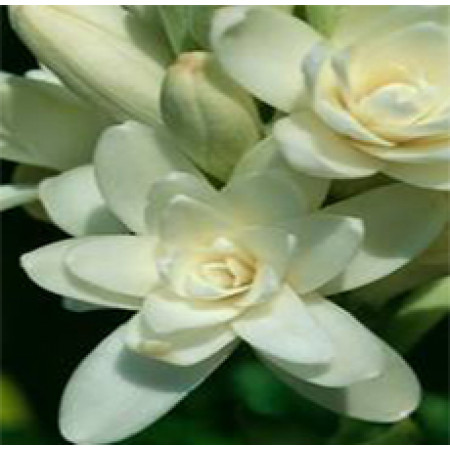 Tuberose Absolute Oil