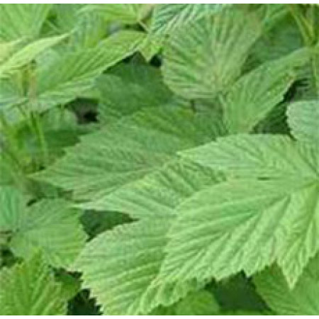 RASPBERRY LEAVES