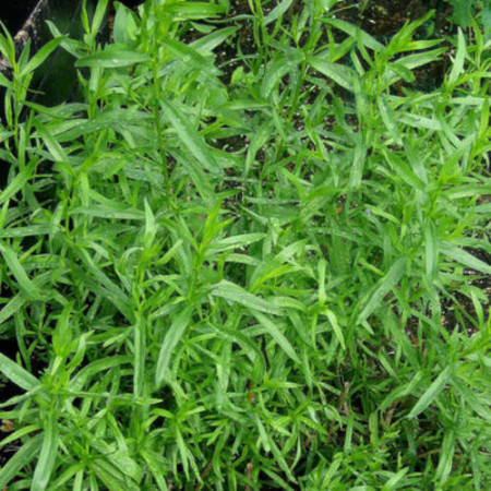 Tarragon Essential Oil