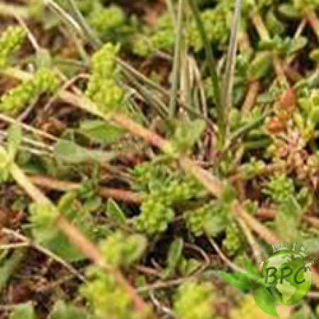 RUPTUREWORT CUT AND SIFTED