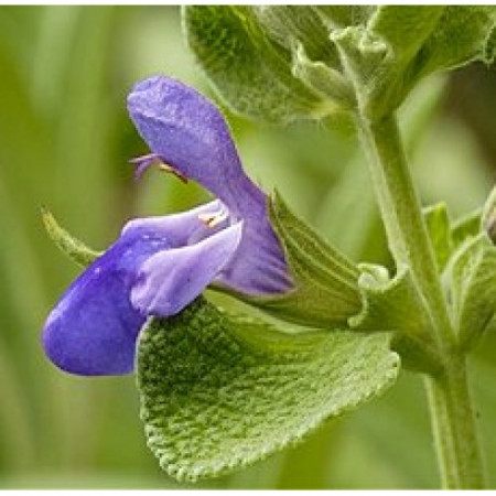 Sage Floral Water