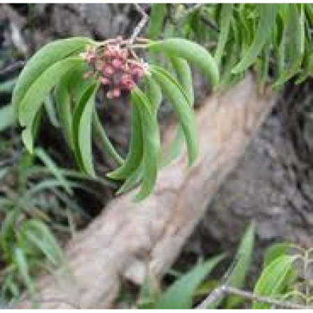 Sandalwood Floral Water (AUSTRALIA)