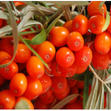 Sea Buckthorn Oil 10%