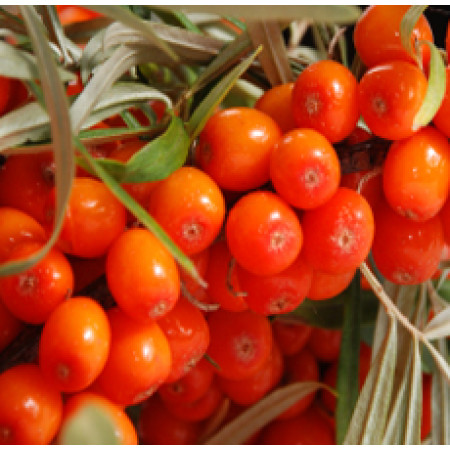 Sea Buckthorn Oil 10%