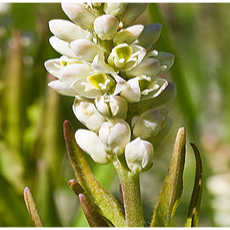 SENEGA SNAKE ROOT