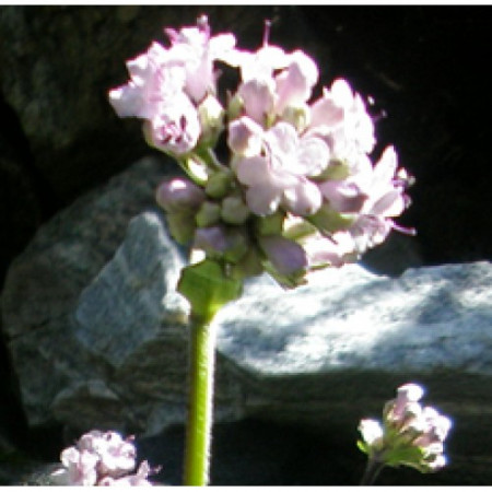 SPIKENARD ROOT