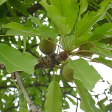 Shea Nut Oil (SOUTH AFRICA)