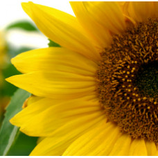 Sunflower Oil Refined