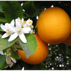 Tangerine Floral Water