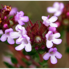 Thyme Red Floral Water