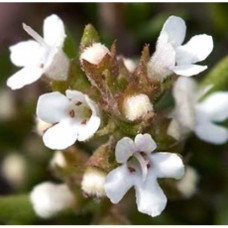 Thyme White Floral Water