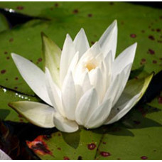 WHITE POND LILY ROOT