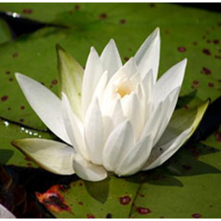 WHITE POND LILY ROOT