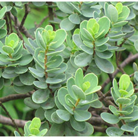 UVA URSI LEAVES WHOLE