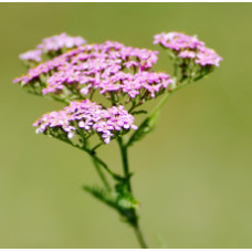 Valerian Essential Oil 5%