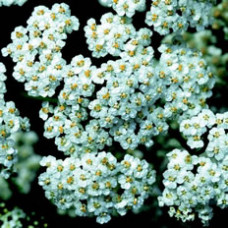 Yarrow Essential Oil Organic