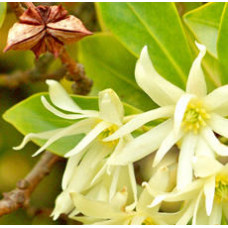 H2O Anise Star Essential Oil 