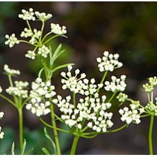 Aniseed Essential Oil (Spain)