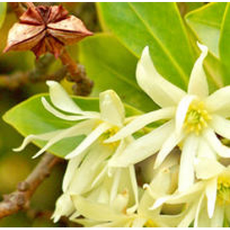 Anise Star Floral Water