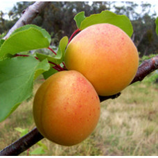 Apricot Kernel Oil 