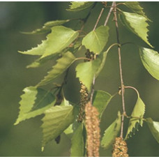 H2O Birch Tar  Essential Oil