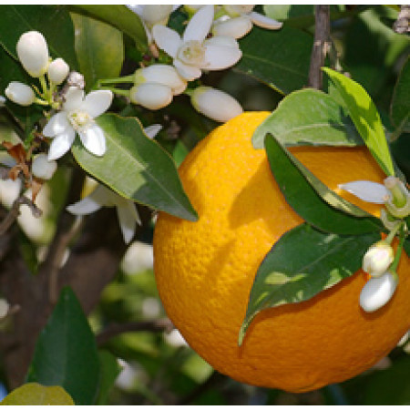 Blood Orange Floral Water