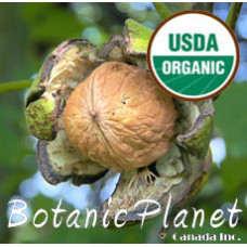 Walnut Oil ORGANIC (USA)