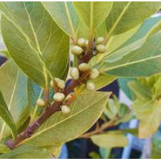 Bay Leaf Floral Water