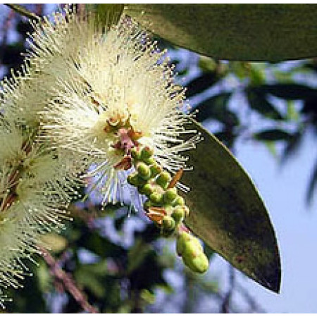 Cajeput Floral Water (Indonesia)