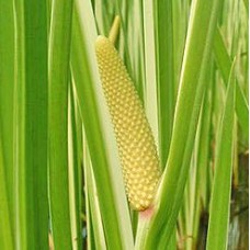 Calamus Root Essential Oil (India)