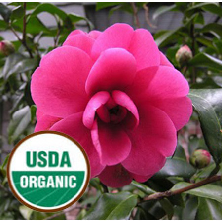 Camellia Seed ORGANIC