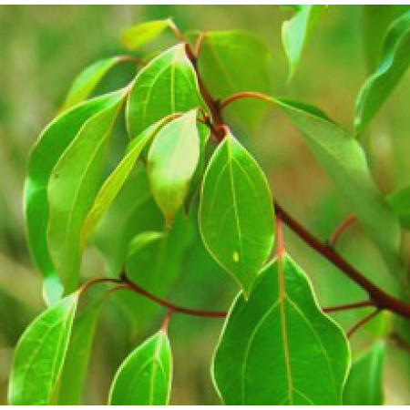 Camphor Essential Oil 