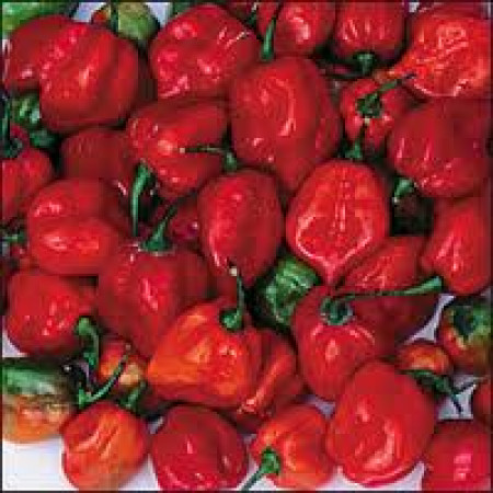 H2O Capsicum Essential Oil (India)