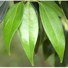 Cassia Essential Oil (China)