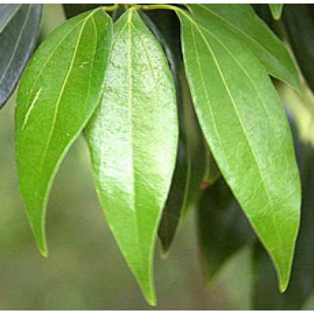 Cassia Essential Oil (China)