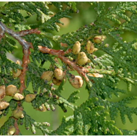 H2O Cedar Leaf  Essential Oil