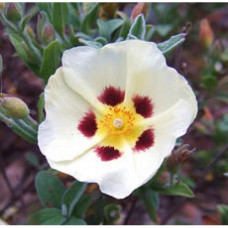 Cistus Essential Oil (France)