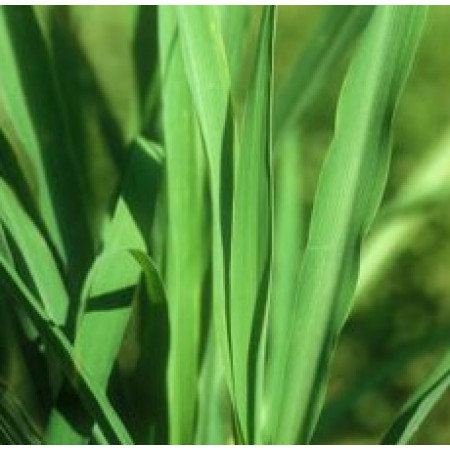 Citronella Essential Oil (Ceylon) (Shri Lanka)