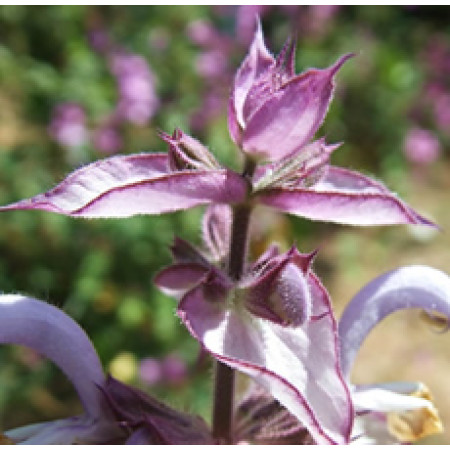 H2O Clary Sage Essential Oil