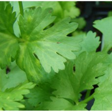 Coriander Essential Oil (Russia) ORGANIC