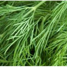 Dill Seed Essential Oil (Austria) ORGANIC