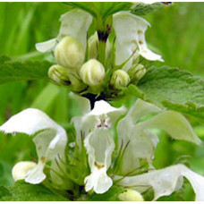 WHITE NETTLE LEAVES